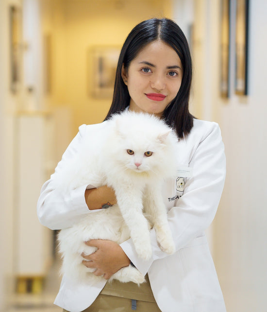 Our Team The Cat Clinic