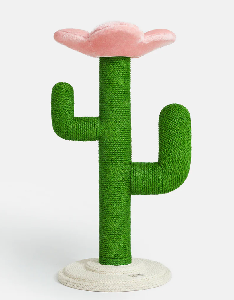 Cat hot sale tree cactus