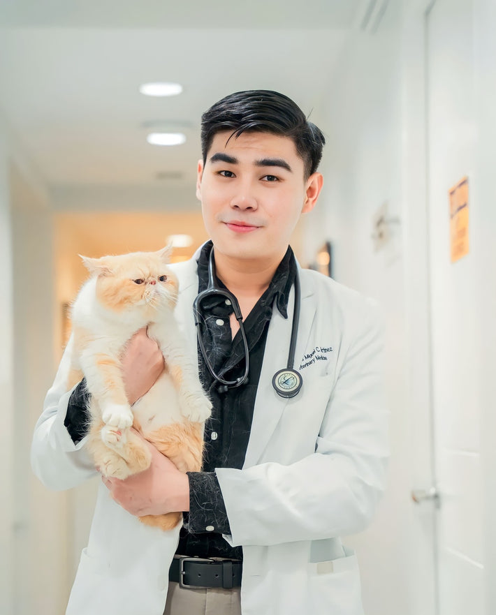 Our Team The Cat Clinic